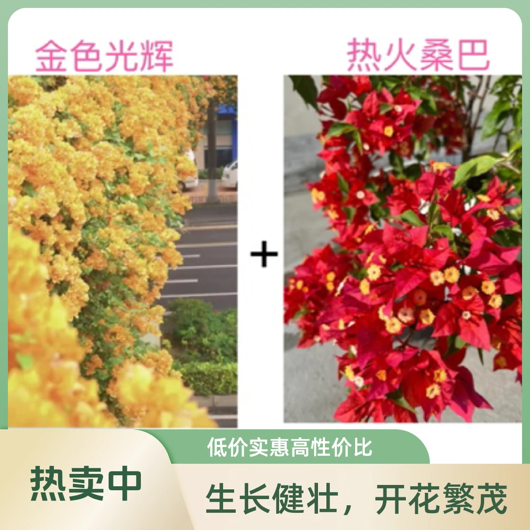（热火桑巴+金色光辉）勤花组合到手2棵三角梅基地直邮不带花不带盆