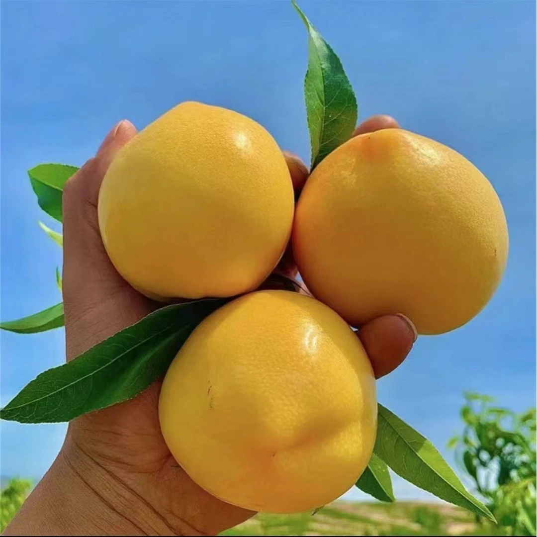 蒙阴蜜桃5斤露天黄金油桃新鲜当季水果珍珠芒果桃无毛香甜