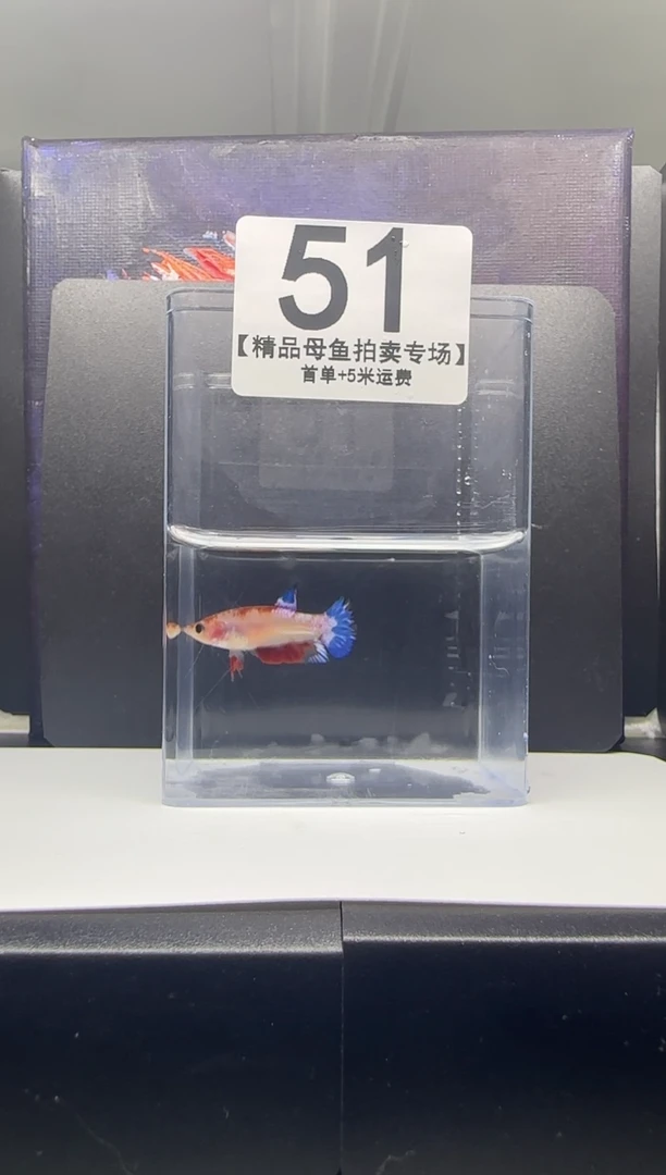 斗鱼母鱼编号：51