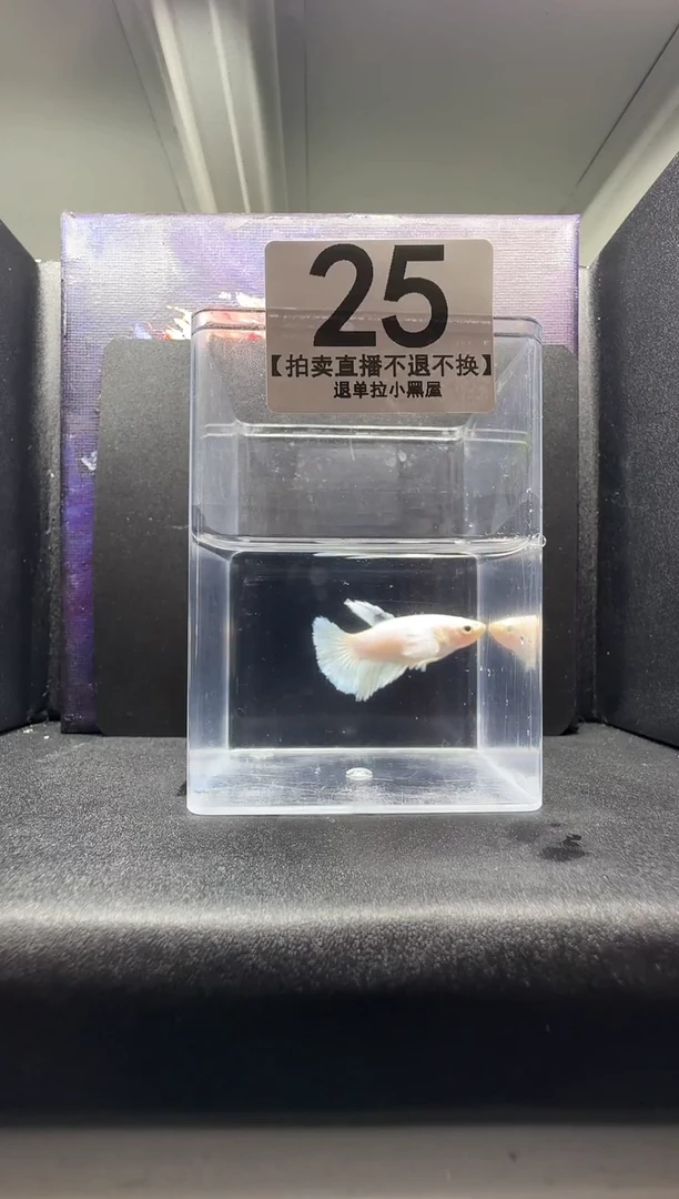 斗鱼母鱼编号：25