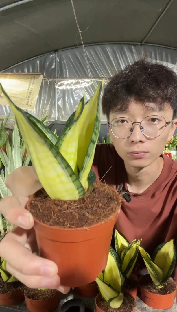 （锦）凯丽带盆土25.8