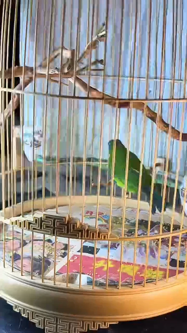 47号蓝脸 养笼0元起拍