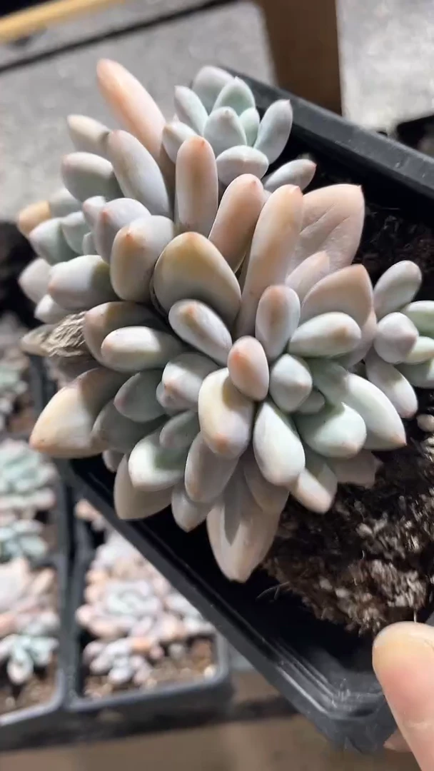 【闪购商品】十二方香水群生多肉