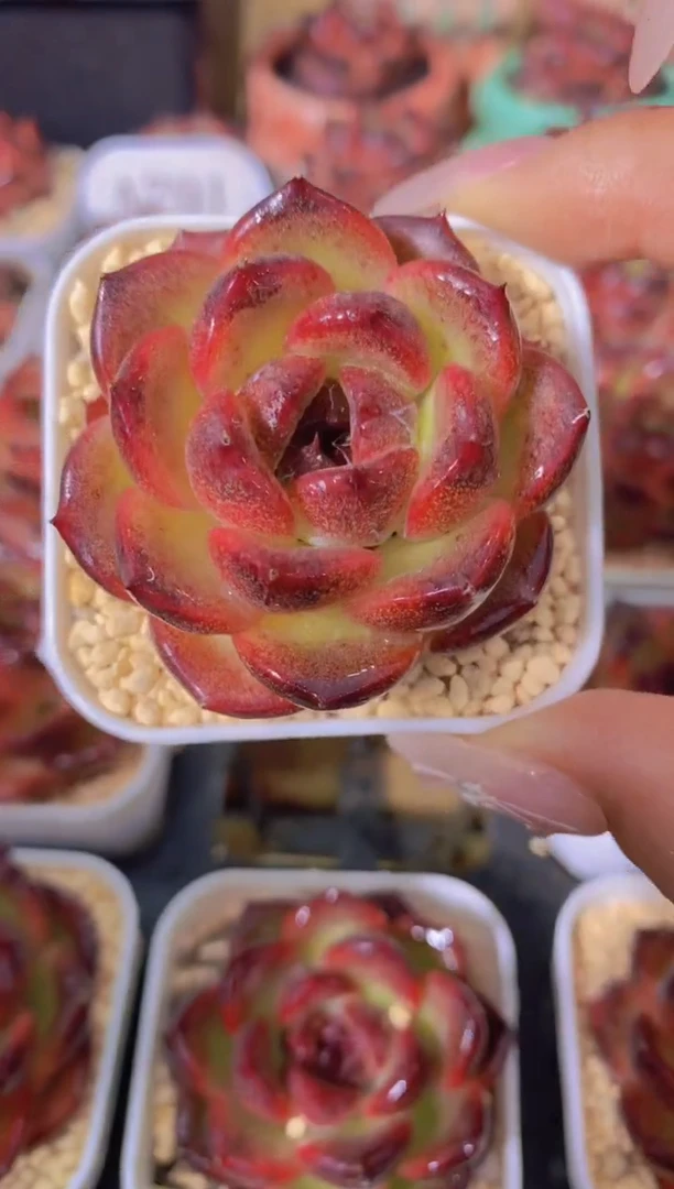 A791-红体玄夜小精灵单头（量拍）