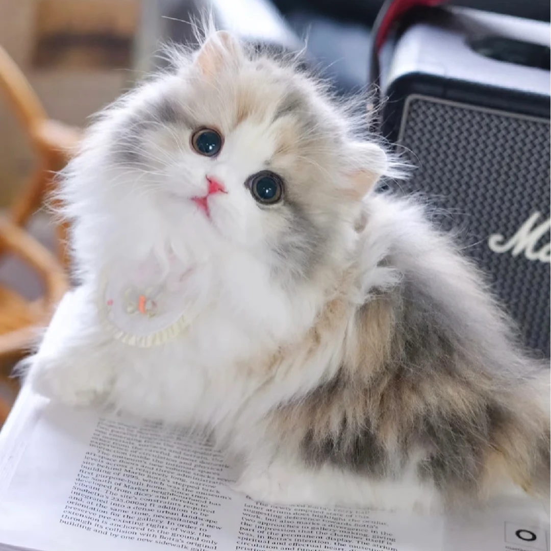 【贝萌宠物】纯种猫猫性格好