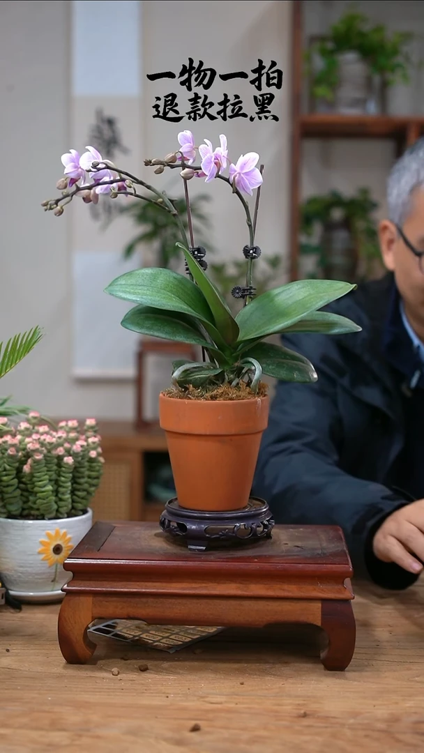 完全开放?**?蝴蝶兰457