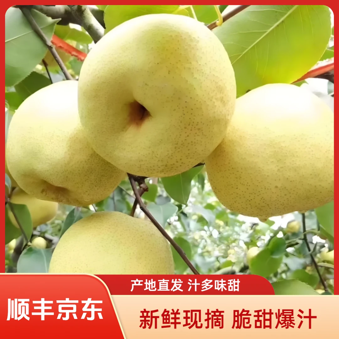 【顺丰京东】现摘山西贡梨酥脆爆甜皮薄肉细新鲜应季水果产地直发