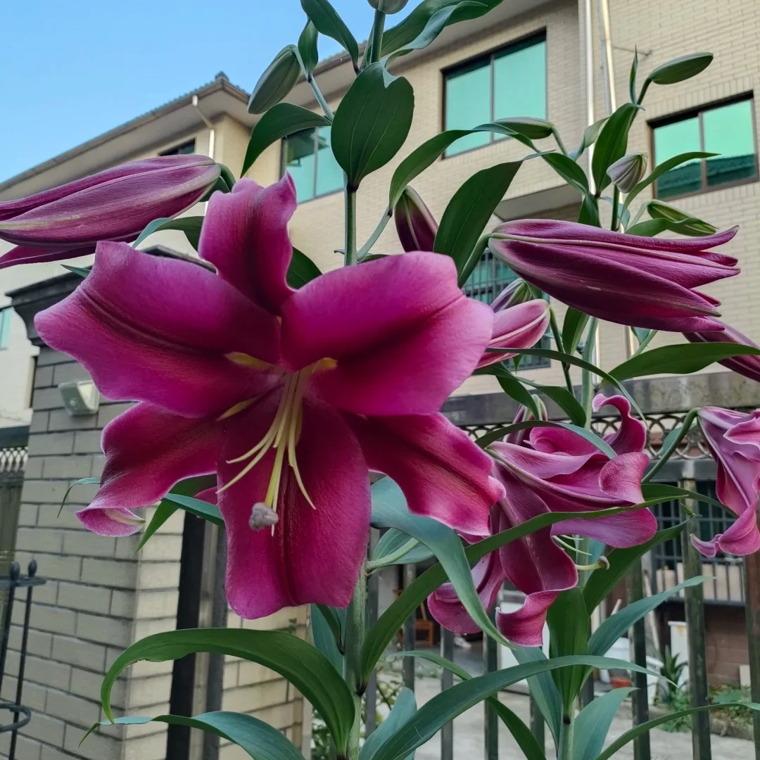 【帕拉佐】单瓣香水百合花种百合花期直发鲜花阳台百合花期直发鲜花