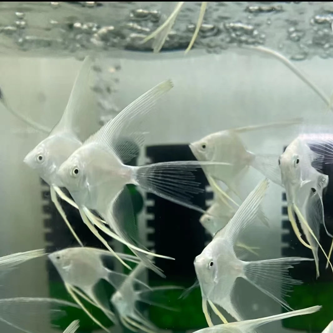 雪燕长鳍长尾神仙鱼热带淡水观赏鱼（直播专用福利随机2条）