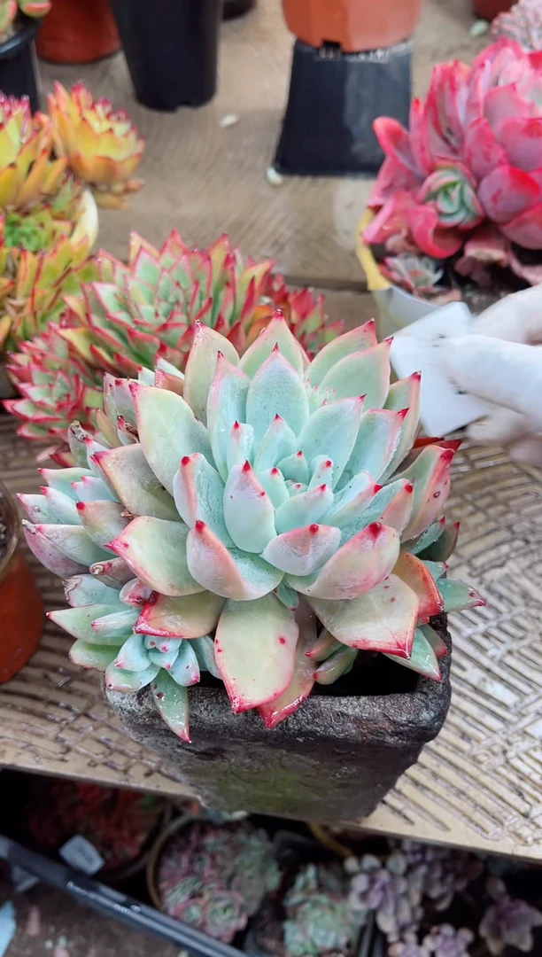 【闪购商品】03045