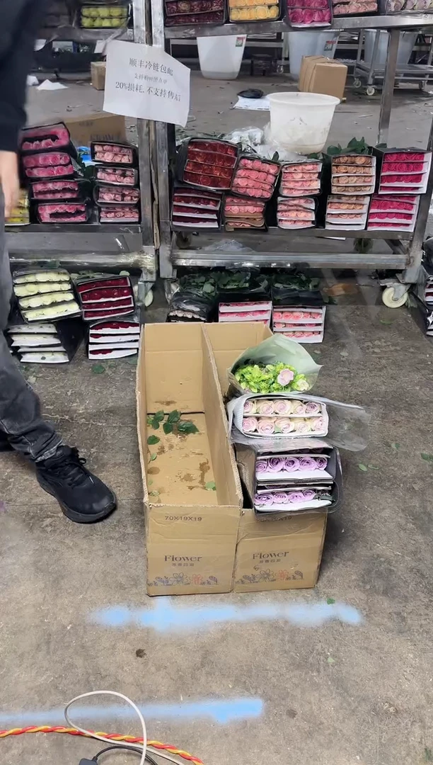 海洋之歌20+淡妆10+粉风铃
