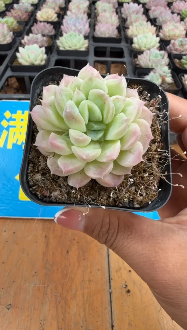 东云多肉园二店-352