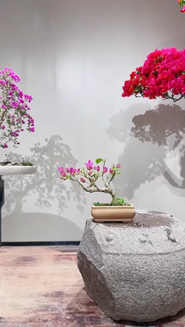 【闪购商品】盆景小叶紫