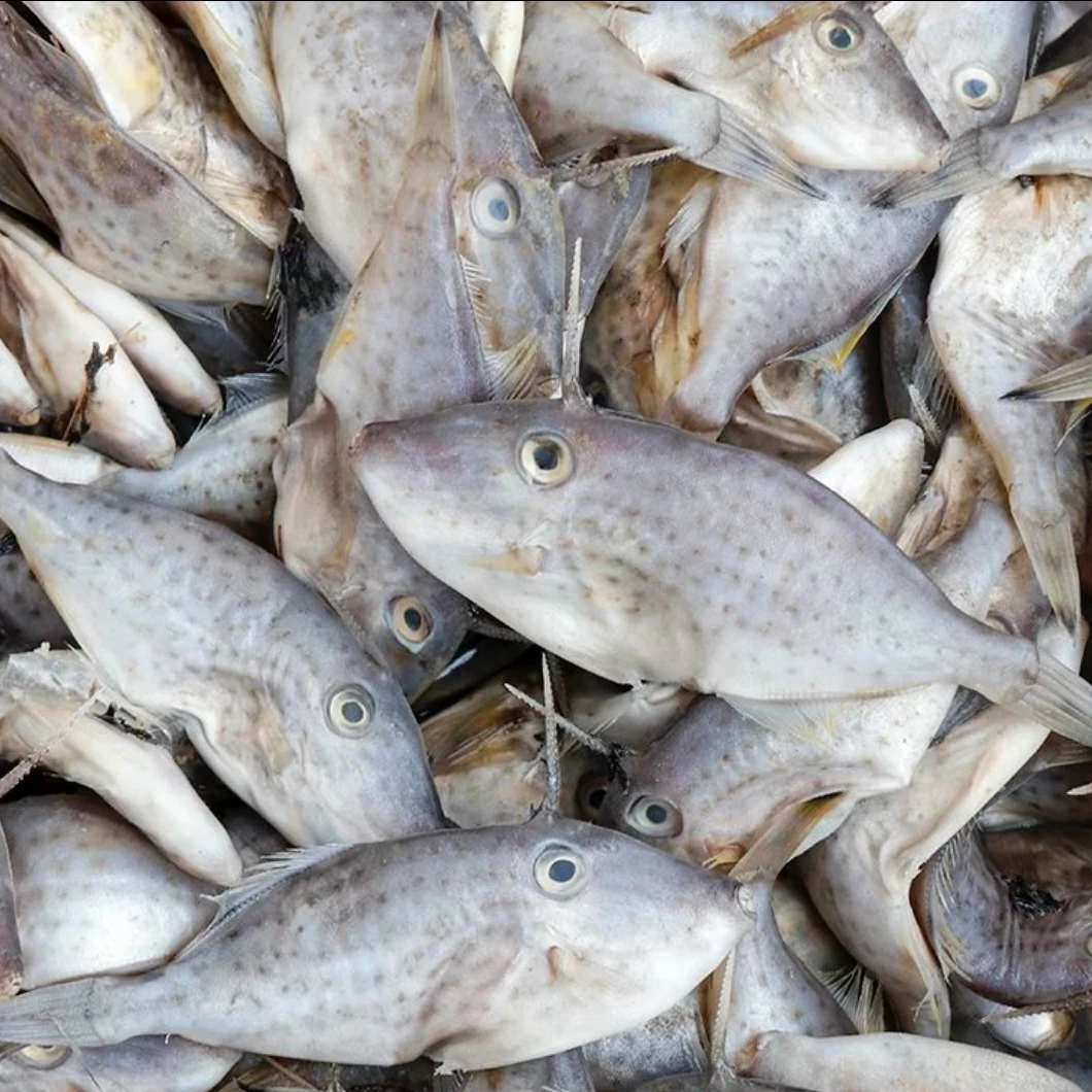 惠来县神泉本港迪仔鱼洗杀好一斤350克5斤包邮
