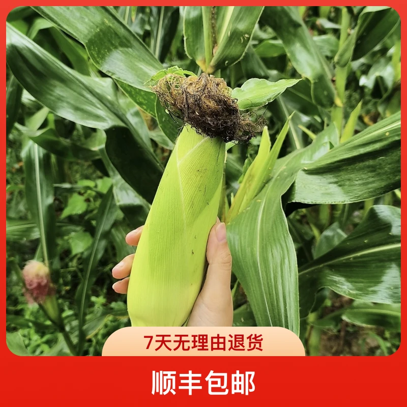 【顺丰包邮】糯玉米农家种植老品种本地甜糯玉米