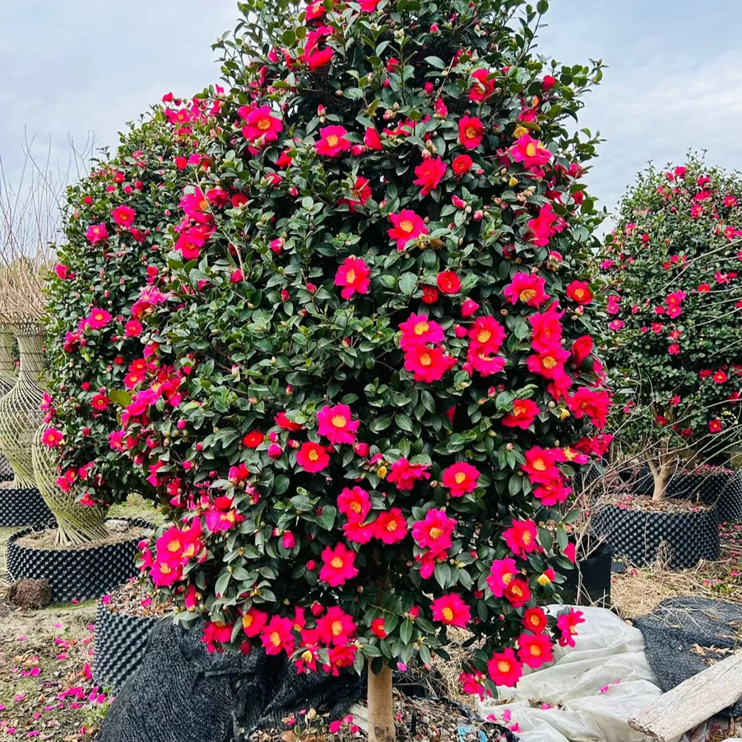 茶梅立寒财神丹玉小桃红朝仓乙女昭和之荣耐寒抗旱四季常青茶花