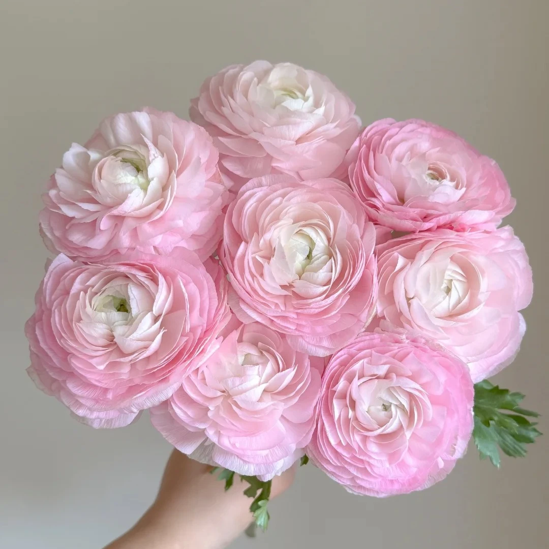 基地花花清棚特惠一物一拍