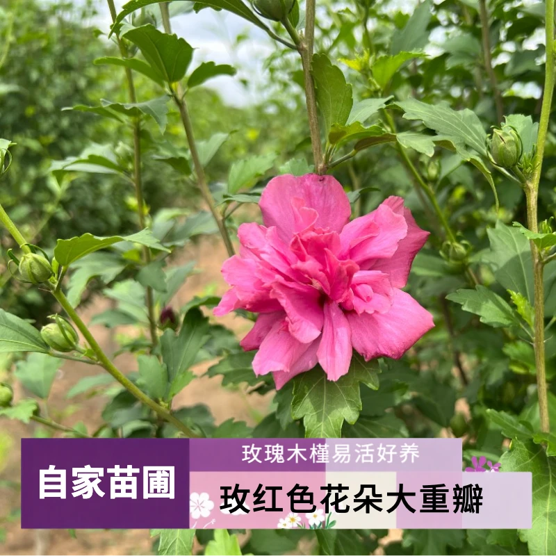 送货上门重瓣玫瑰木槿花原生独杆棒棒糖带土球庭院花园好养易活