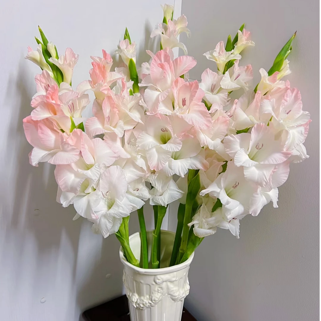 【云舍花卉】【初心】剑兰 全场任意满两单及以上鲜花包邮发货