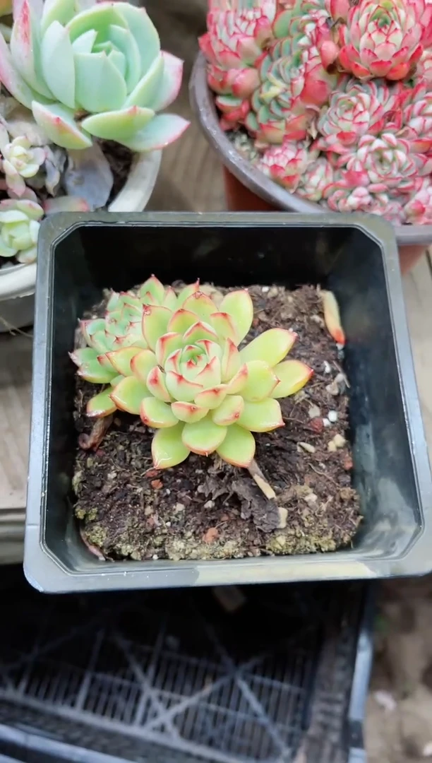 【闪购商品】21007