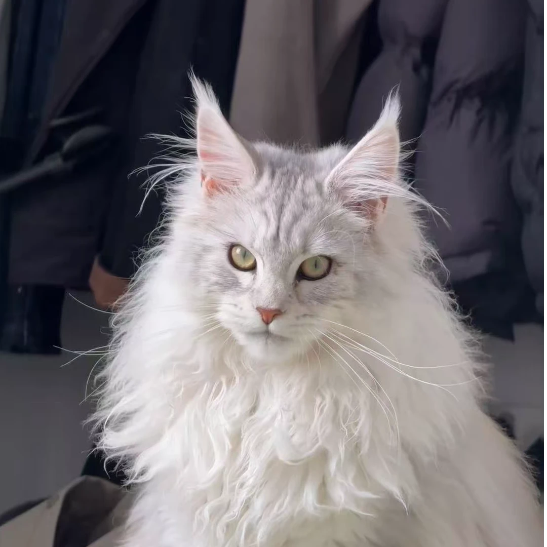 生来宠爱缅因猫咪活体