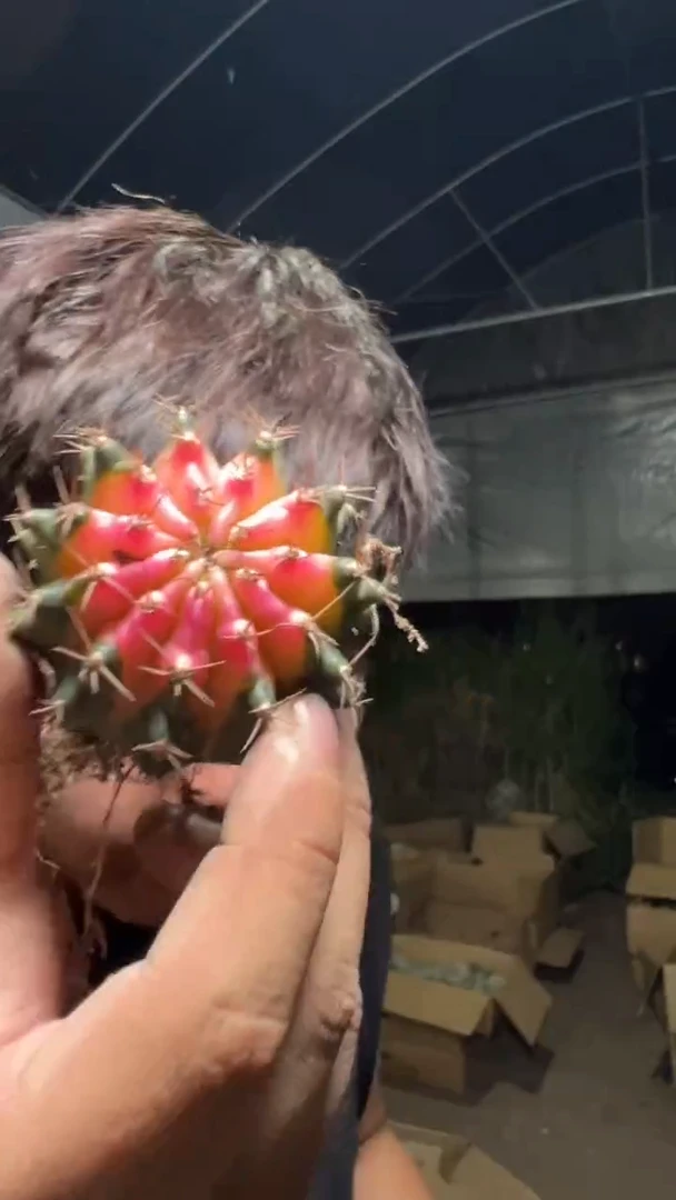 4颗 米哈牡丹锦【实生根】4-6cm