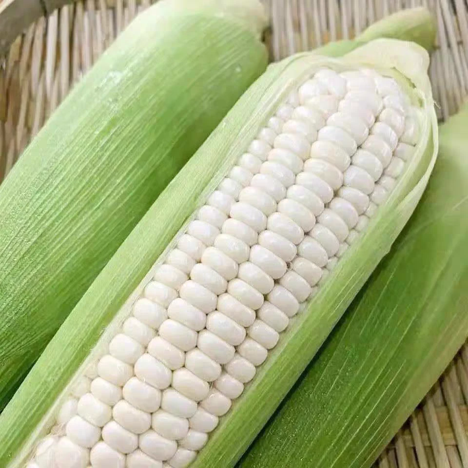2025新鲜采摘山东莱芜甜糯玉米净重五斤包邮到家甜糯新鲜采摘绿色蔬菜