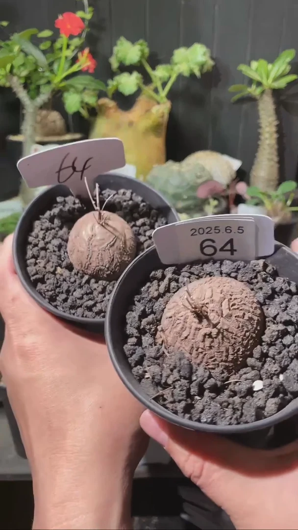 64号605福利南非龟甲龙一组