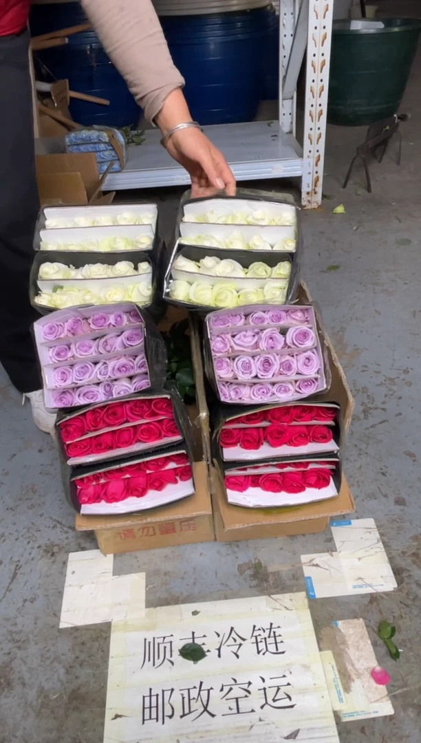 佛洛依德20枝+海洋之歌20枝+骄傲20枝