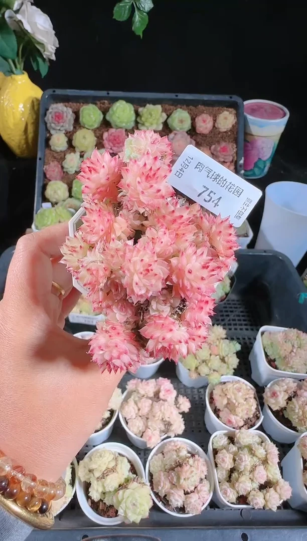 1204-754多肉群生不包整