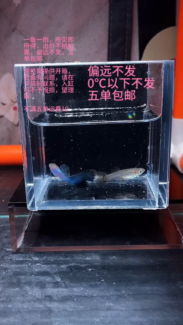 孔雀鱼孔雀鱼 43