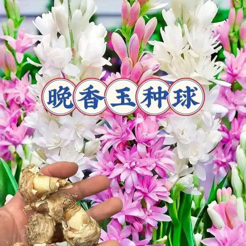 [四季开花】新品晚香玉球根驱蚊重瓣大花浓香型花卉盆栽多年生宿根