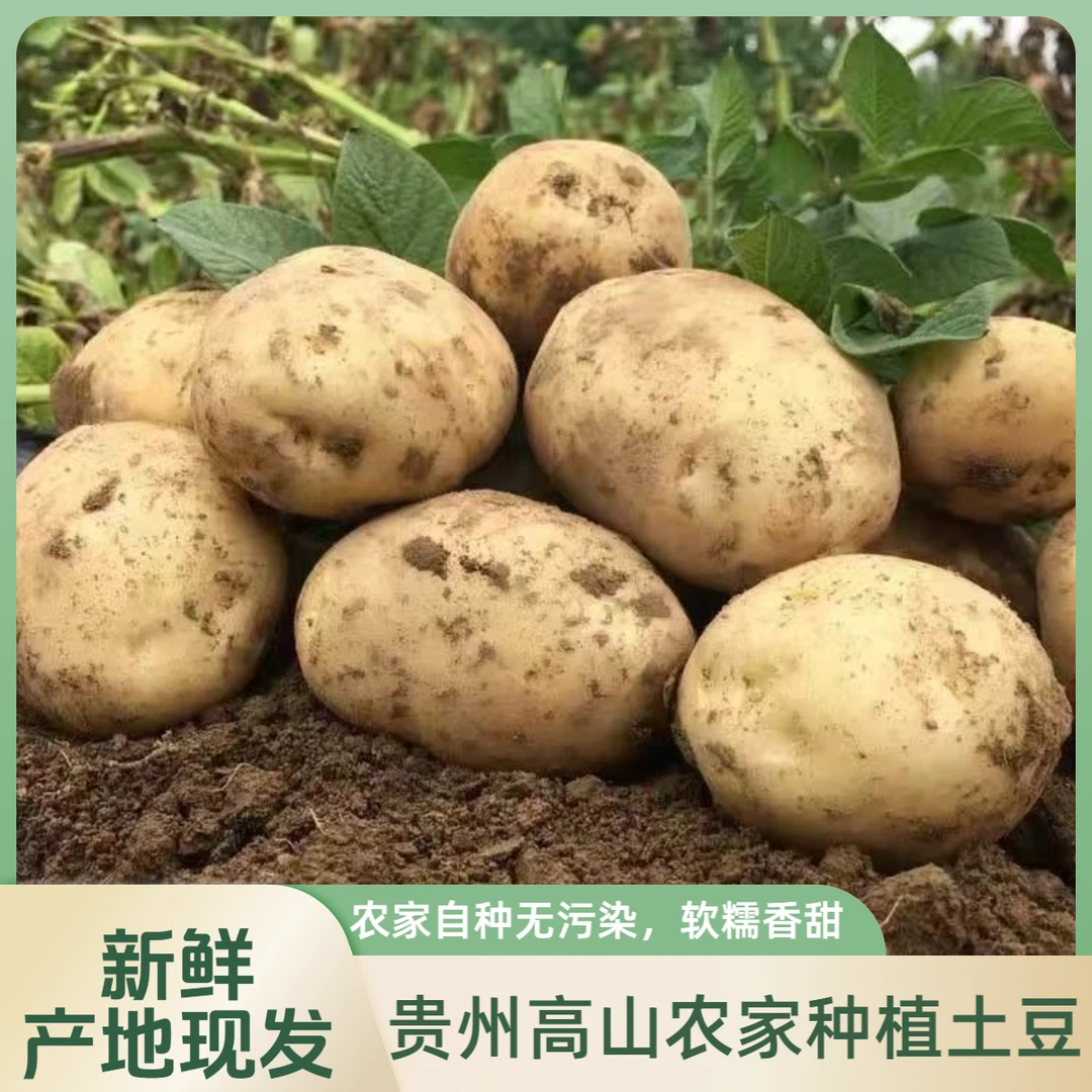 黄心土豆贵州特产新鲜现发小土豆洋芋马铃薯土豆贵州黄心土豆