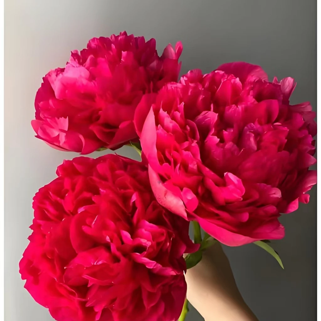 御前表演红色系变色芍药栽好包邮