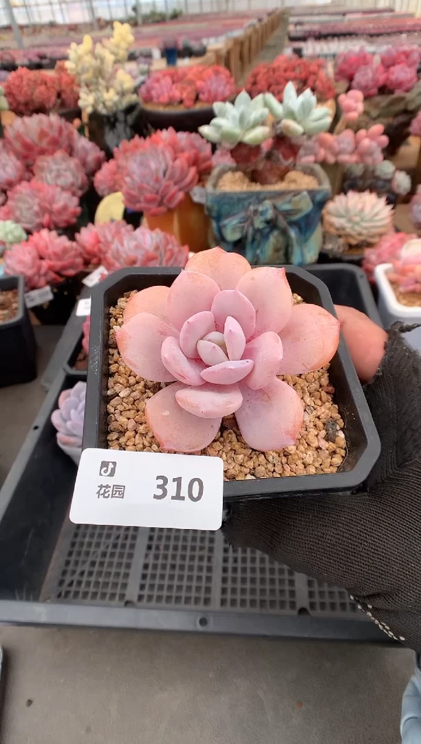 310奶茶一物一拍