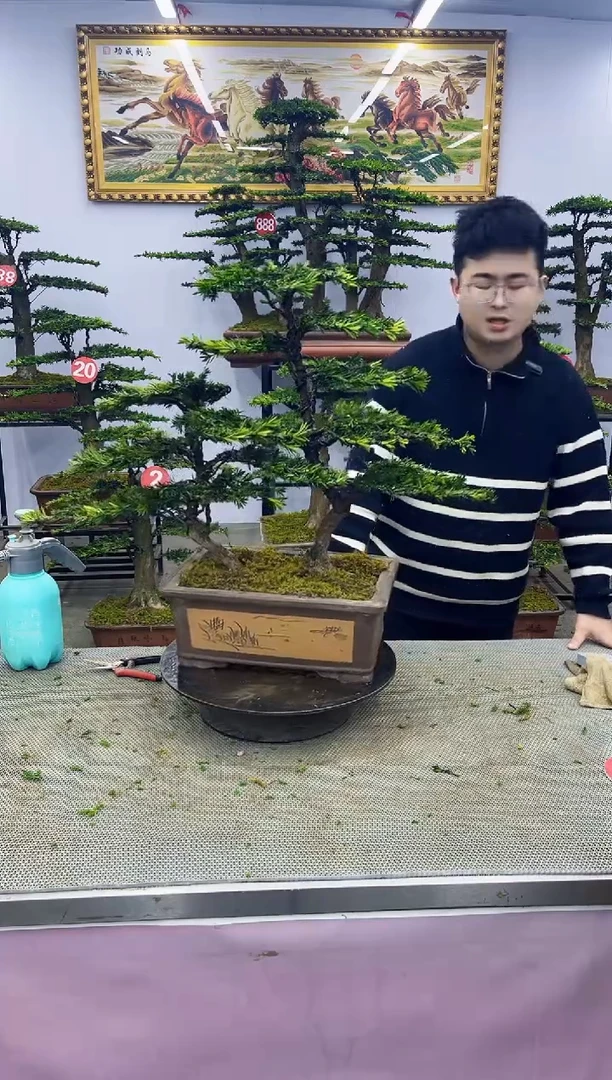 【闪购商品】八斗松/松类活物造型盆景，以直播间截图为啊啊啊啊