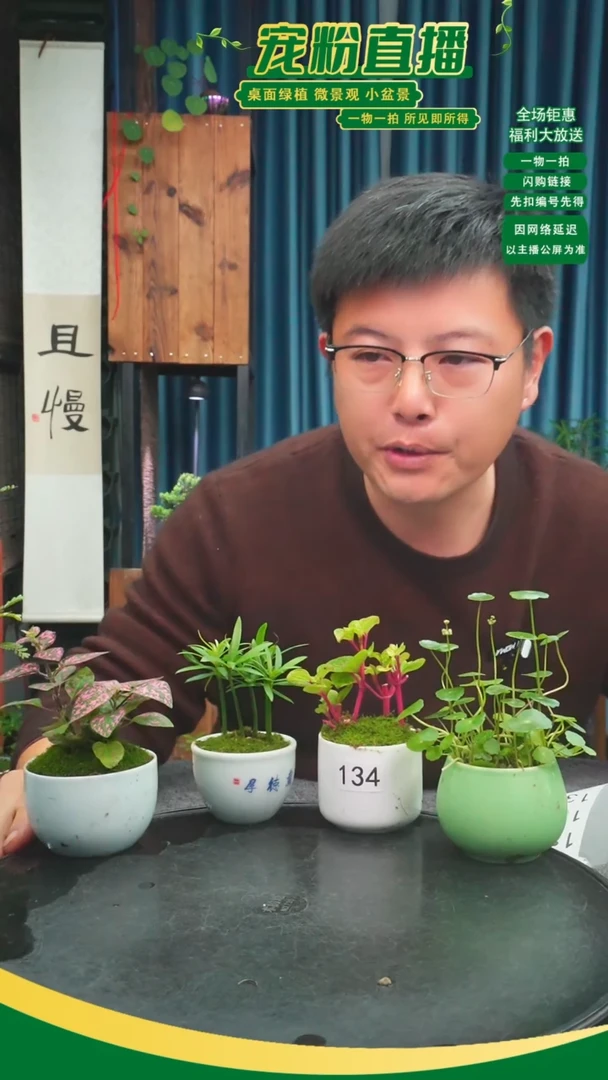 无花朵今***八苔藓微景观134号