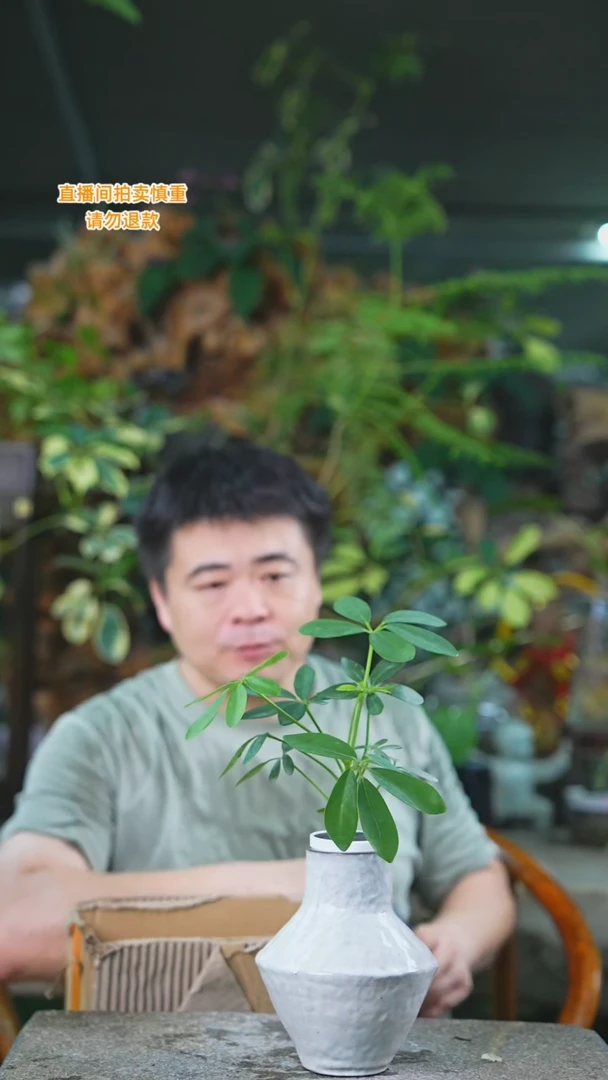 当前无花栽培后可以开花鸭脚木529T