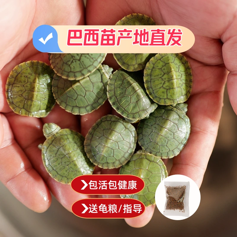 巴西龟龟苗干苗批发宠物龟乌龟活体观赏宠物龟外塘繁殖健康可爱龟