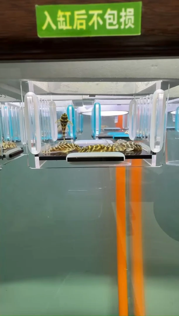 清道夫鱼098号4只333入缸不包损录制完整开箱视频3.5厘米