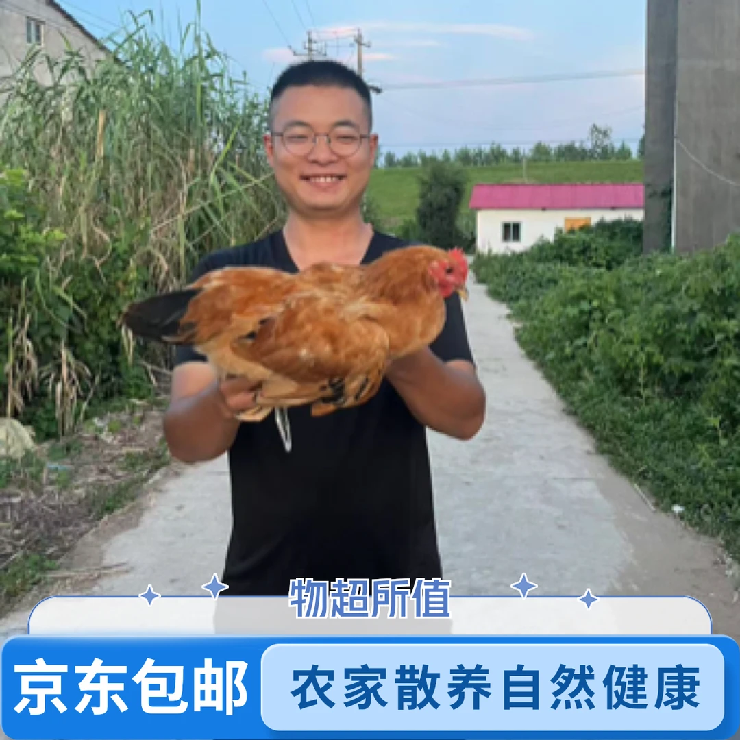 （京东快递）农家散养土公鸡仔鸡公童子鸡未打鸣的公鸡