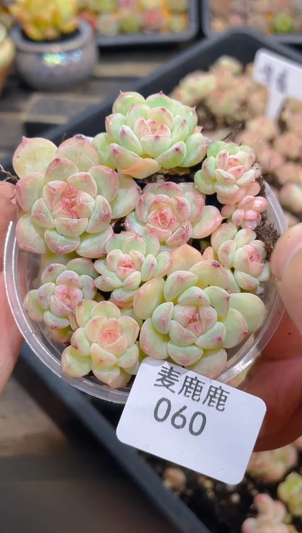 060孤品     量拍