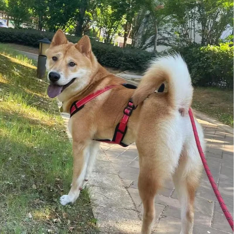 【广西强哥专属】广西强哥中华田园犬狗狗活体