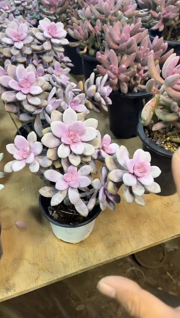 精品桃霜老桩多肉