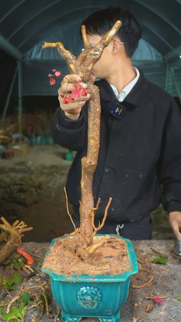 【闪购商品】163三角梅老桩以实物为准图片仅供参考