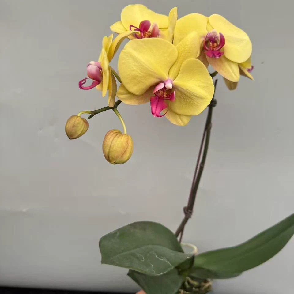 蝴蝶兰【金枝玉叶】昆明基地直发