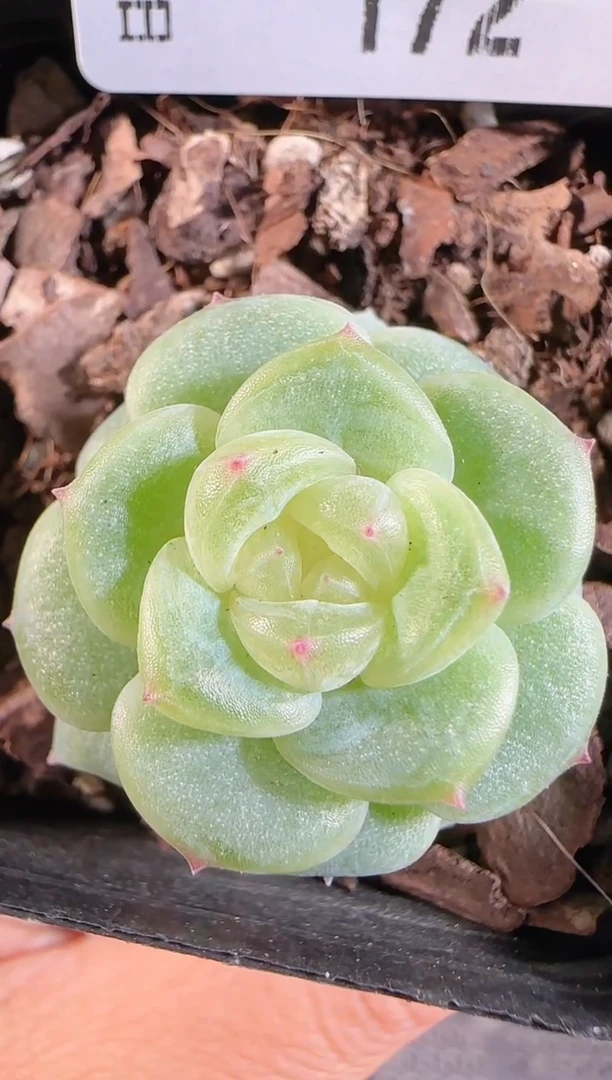 1113-172灵雨群生不包整