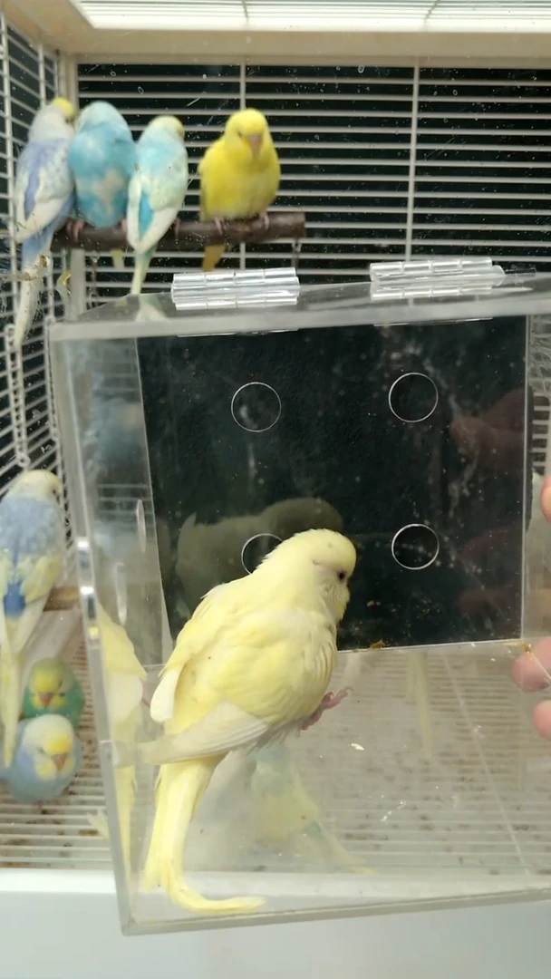 虎皮鹦鹉金彩鹦鹉，现场一物一拍不换不退