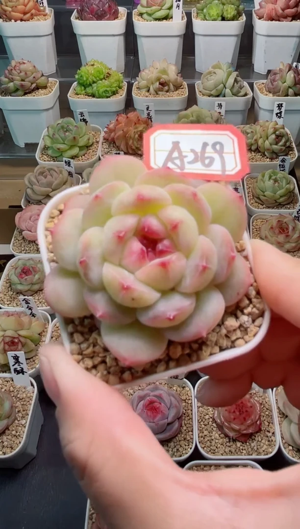 【闪购商品】A269月闲