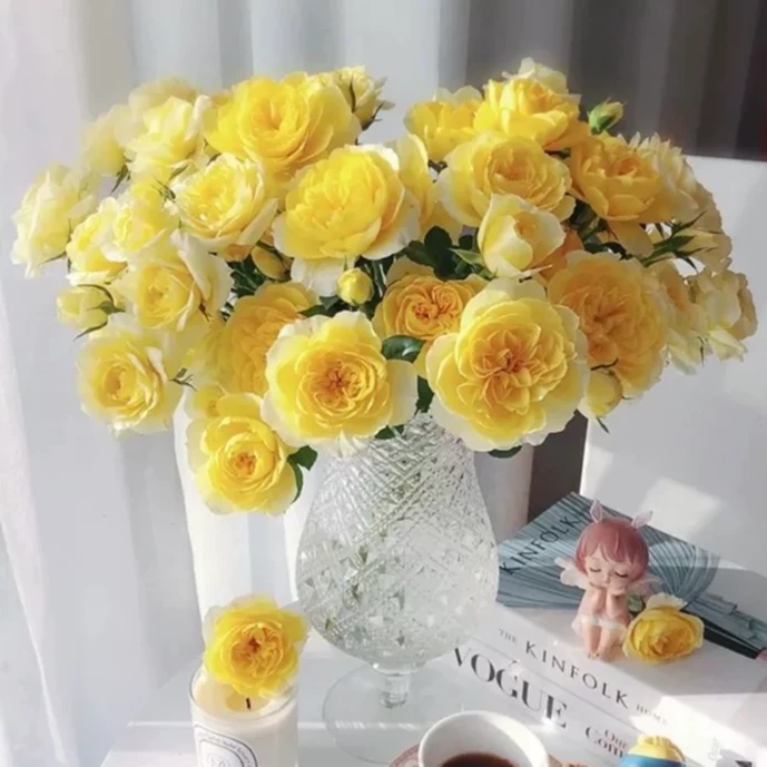 黄果汁/柠檬果汁 多头丰花阳台月季玫瑰花苗阳台庭院花卉盆栽